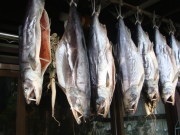 DSC01559.JPG DSC01559.JPG
