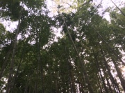 image.jpeg image.jpeg