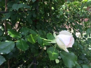image.jpeg image.jpeg