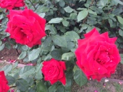 image.jpeg image.jpeg