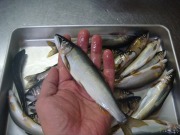DSC02098.jpg DSC02098.jpg