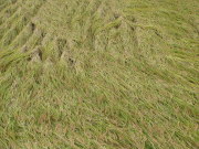 DSC02315.JPG DSC02315.JPG