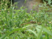 DSC02334.JPG DSC02334.JPG
