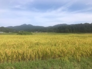 450AAED9-219A-428E-8310-1066E3320AE1.jpeg 450AAED9-219A-428E-8310-1066E3320AE1.jpeg