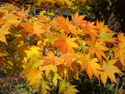 DSC02413.JPG DSC02413.JPG