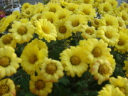 DSC02426.JPG DSC02426.JPG