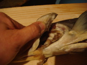 DSC02478.JPG DSC02478.JPG