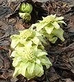 108px-Petasites_japonicus01.jpg 108px-Petasites_japonicus01.jpg