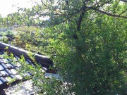 DSC_0242.jpg DSC_0242.jpg