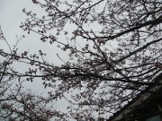 DSC01766.jpg DSC01766.jpg